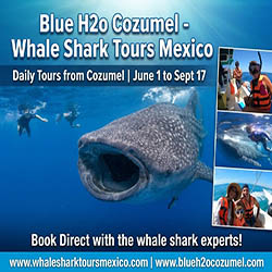 Cozumel Whale Shark Tours