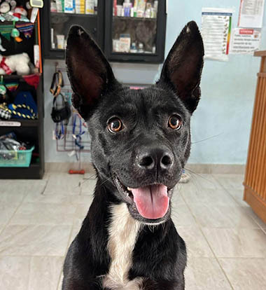 Cozumel Humane
