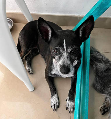 Cozumel Humane